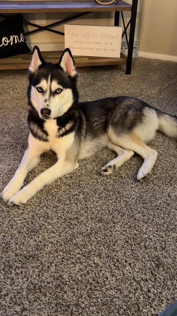 Enlarge Nala, a ADOPTABLE mixed breed in Seville, OH image 3/4