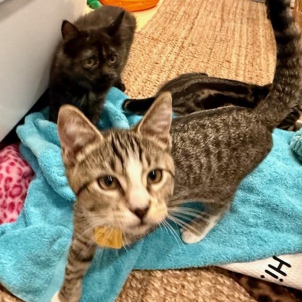 Betty - Energetic & Social, ADOPTABLE, Kitten Female Tabby.