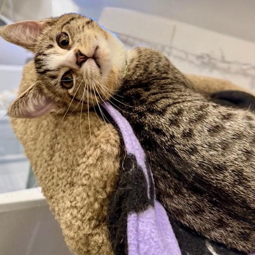 Betty - Energetic & Social, a ADOPTABLE mixed breed in Hoquiam, WA image 2/4