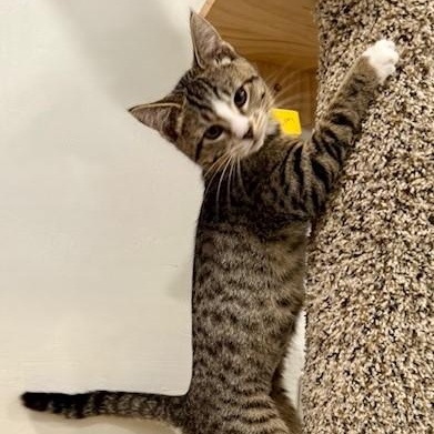 Betty - Energetic & Social, a ADOPTABLE mixed breed in Hoquiam, WA image 3/4