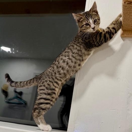 Betty - Energetic & Social, a ADOPTABLE mixed breed in Hoquiam, WA image 4/4