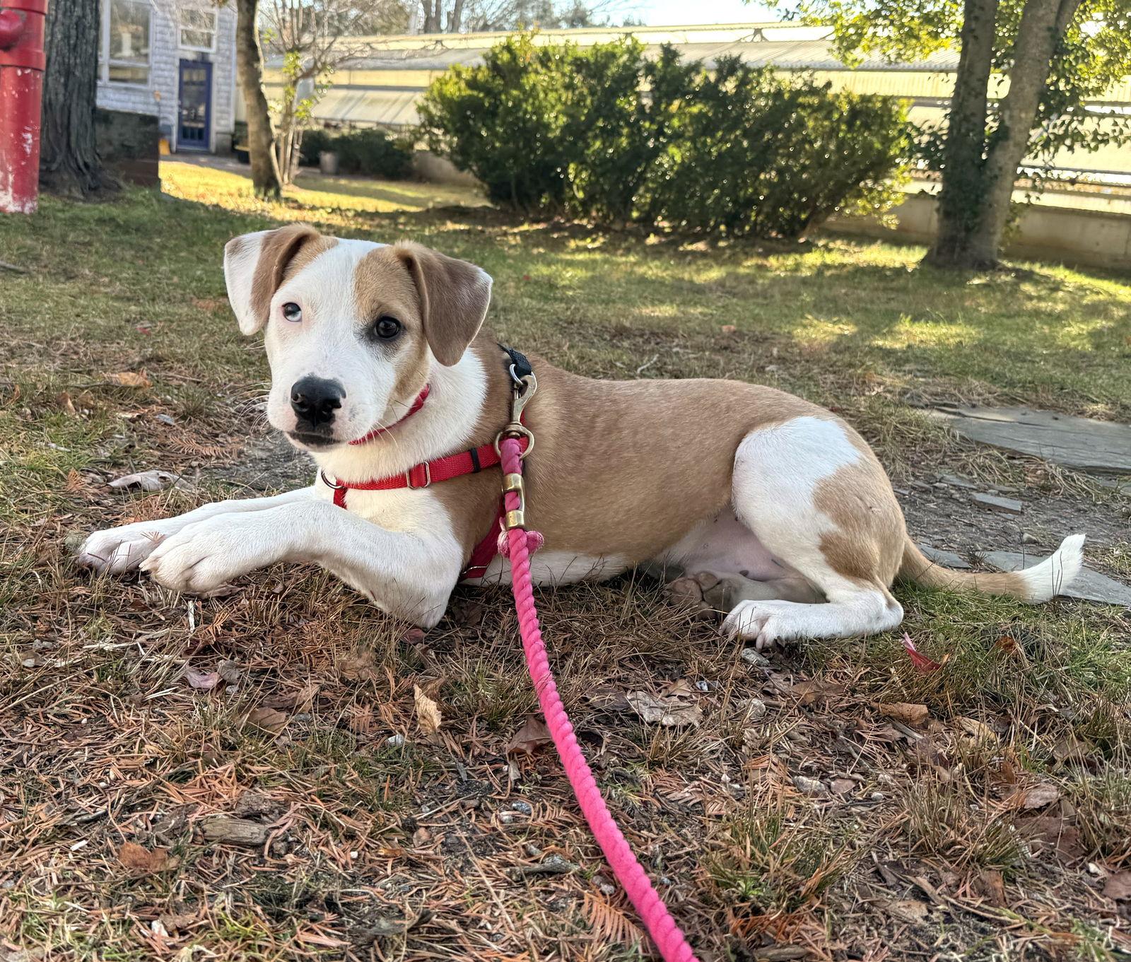 Mark Twain Storybook *LOCAL*, Adoptable, Young Male Beagle.