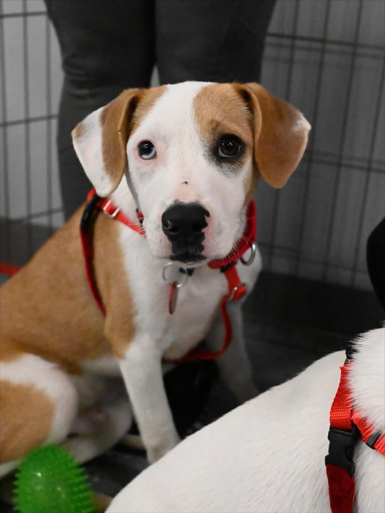 Enlarge Mark Twain Storybook *LOCAL*, a Adoptable Beagle in Wakefield, RI image 2/3