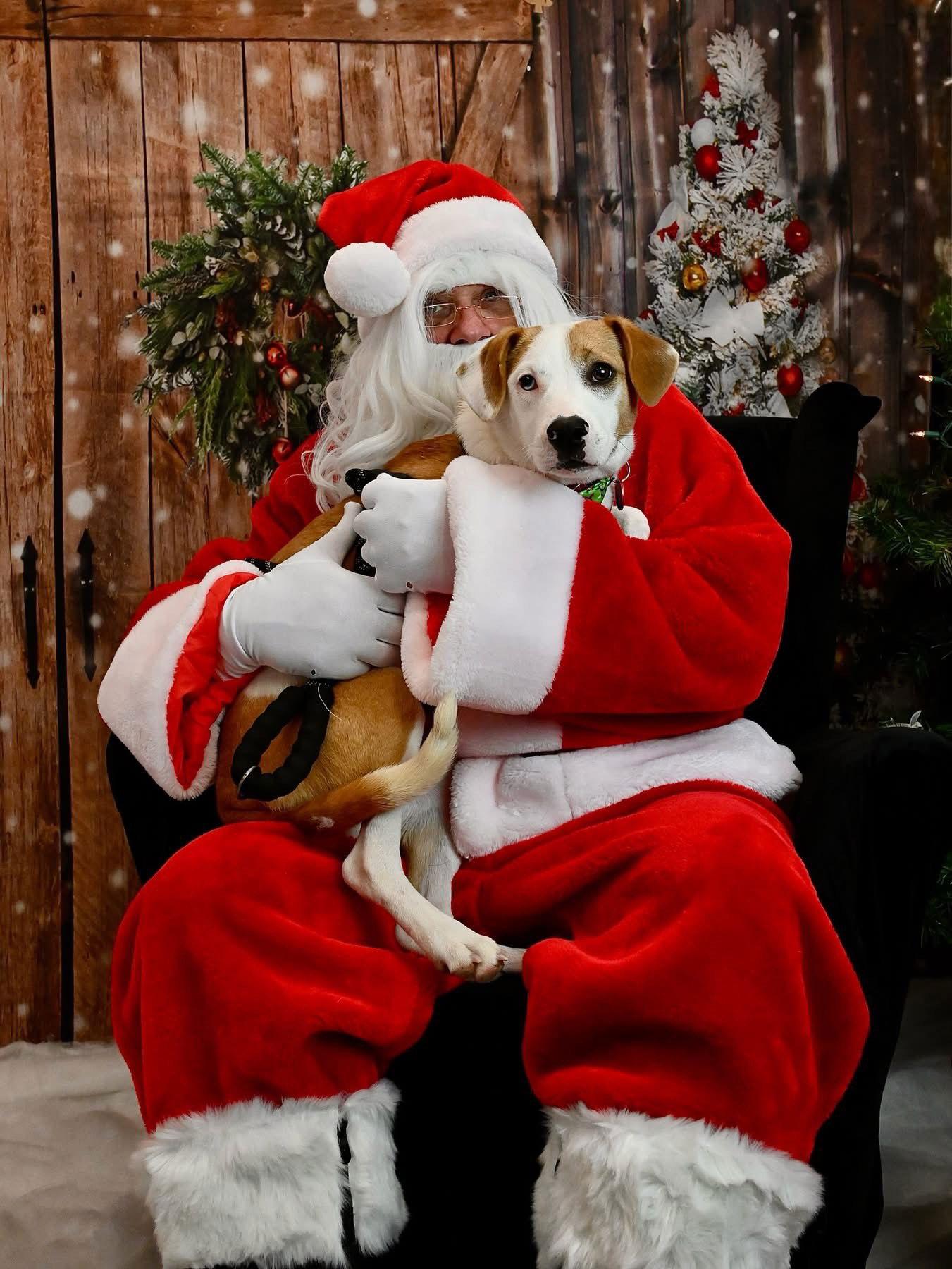 Enlarge Mark Twain Storybook *LOCAL*, a Adoptable Beagle in Wakefield, RI image 3/3