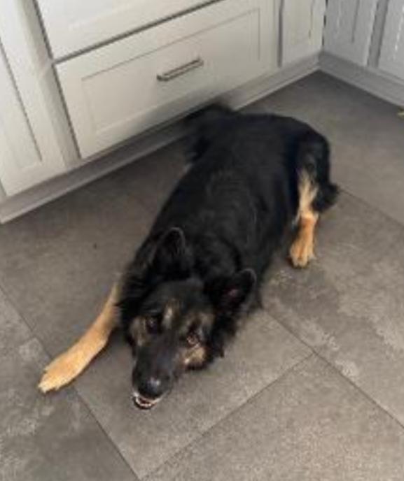 Enlarge MIKEY, an adopted mixed breed in Carroll, OH image 3/3