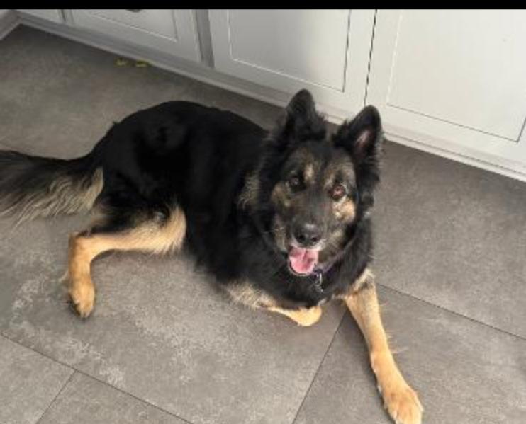 MIKEY, adopted, Adult Male German Shepherd Dog.