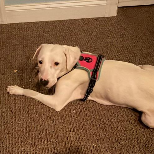 Enlarge Ducky, a Adoptable Mixed Breed in Lovettsville, VA image 1/4