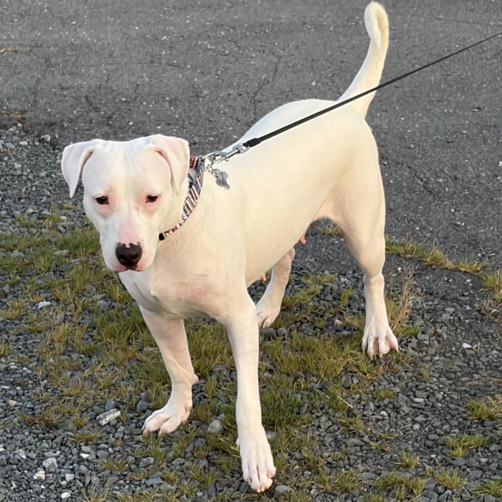Enlarge Ducky, a Adoptable Mixed Breed in Lovettsville, VA image 2/4