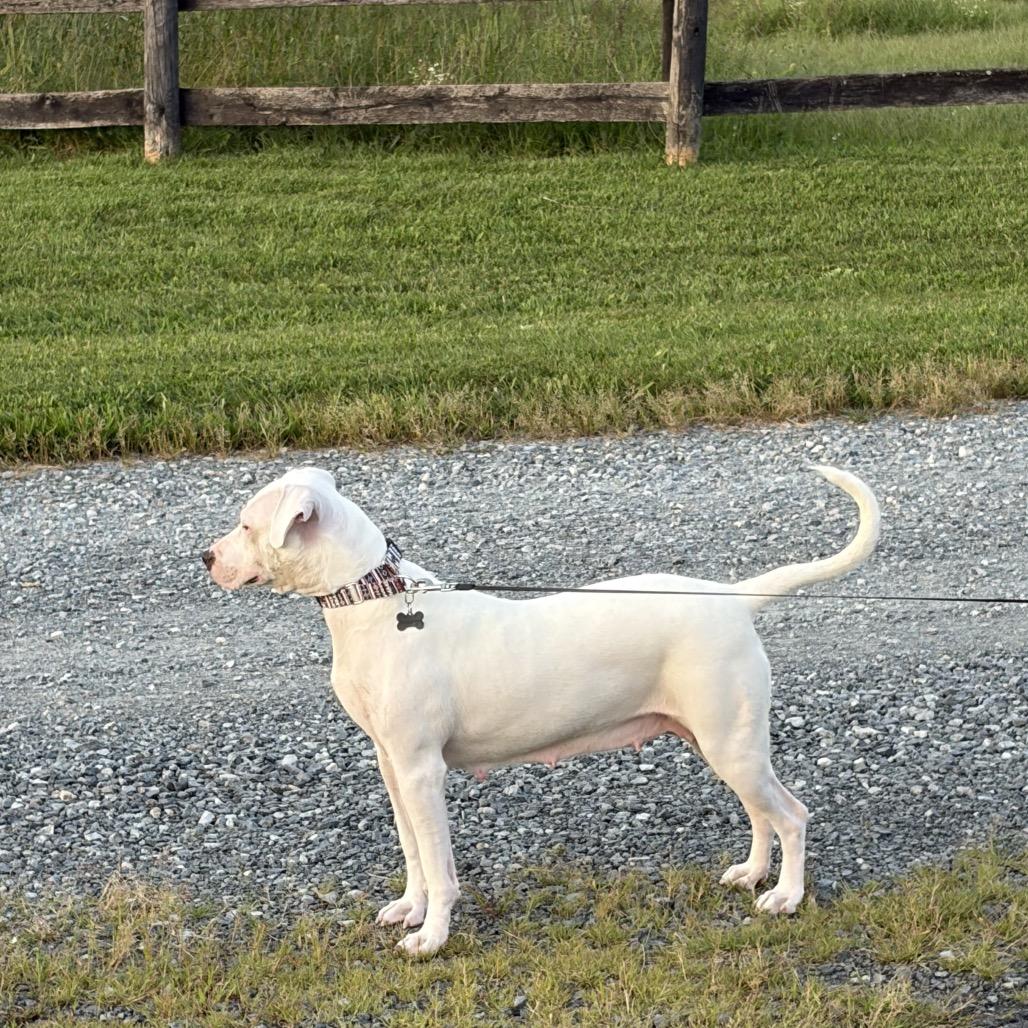 Enlarge Ducky, a Adoptable Mixed Breed in Lovettsville, VA image 3/4