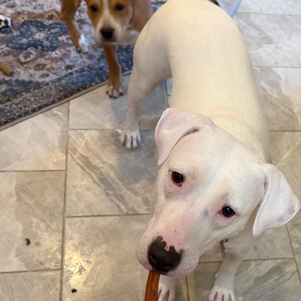 Enlarge Ducky, a Adoptable Mixed Breed in Lovettsville, VA image 4/4