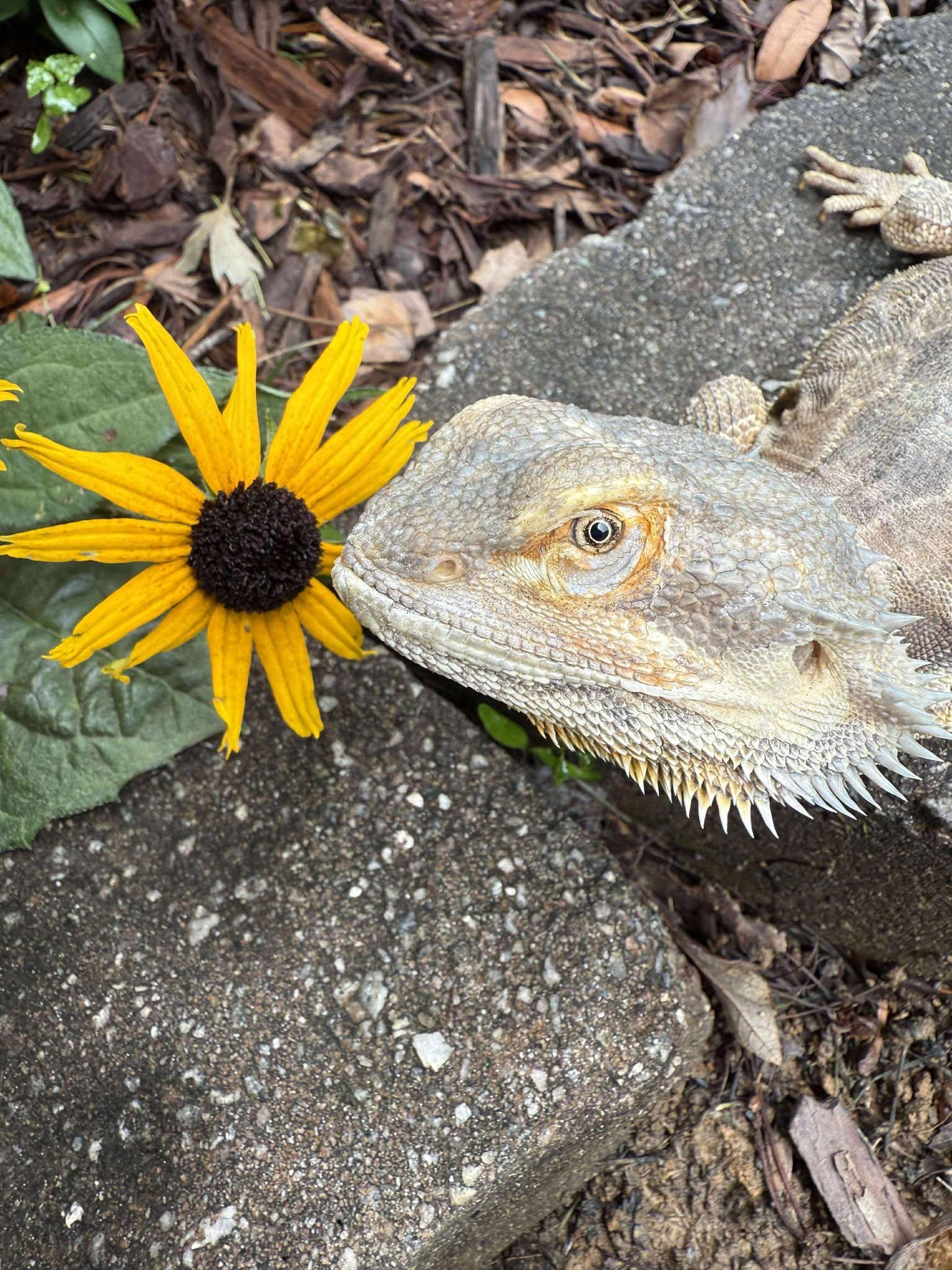Enlarge Stubbs, a Adoptable Bearded Dragon in Indian Trail, NC image 1/3