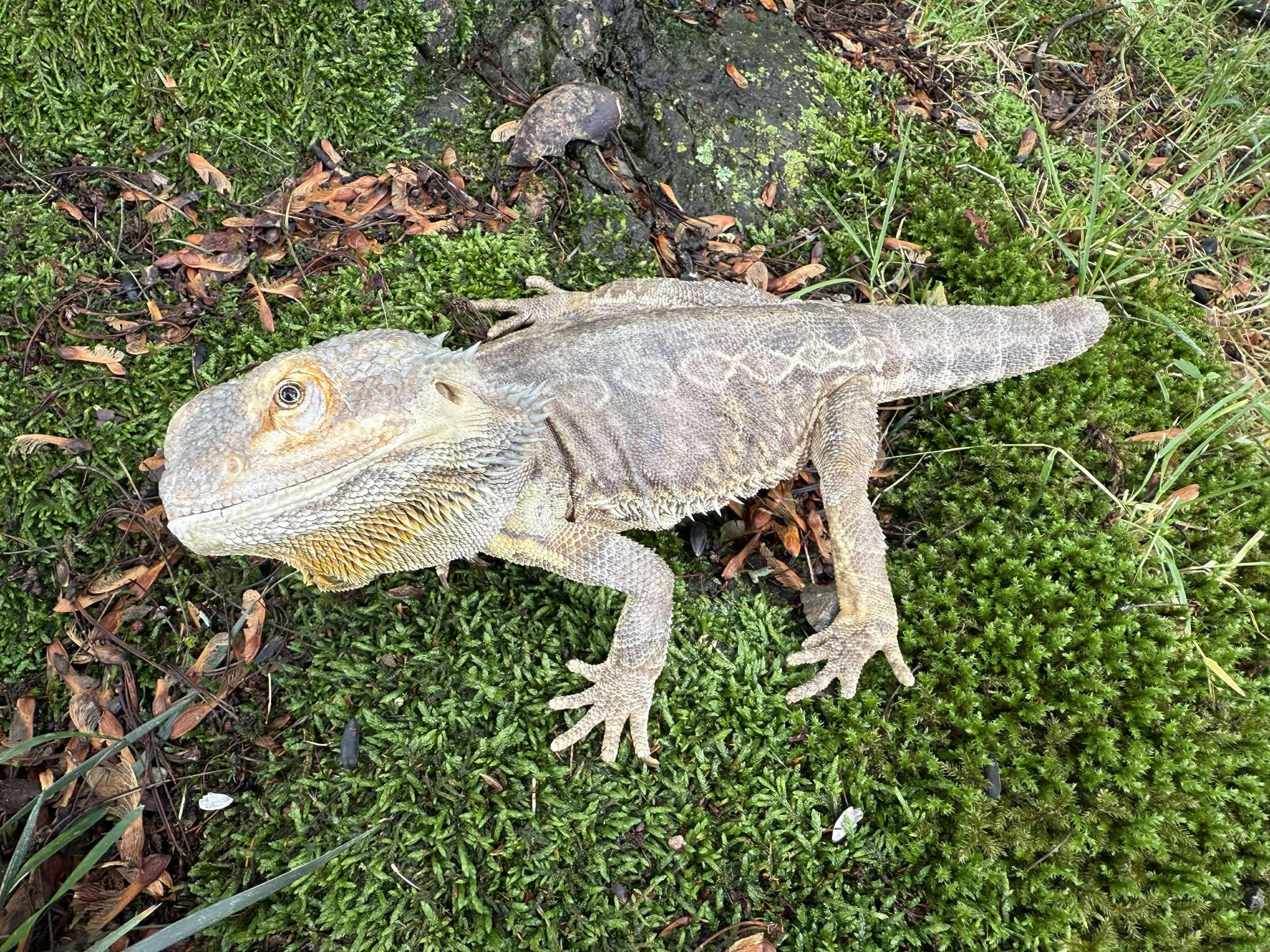 Enlarge Stubbs, a Adoptable Bearded Dragon in Indian Trail, NC image 2/3