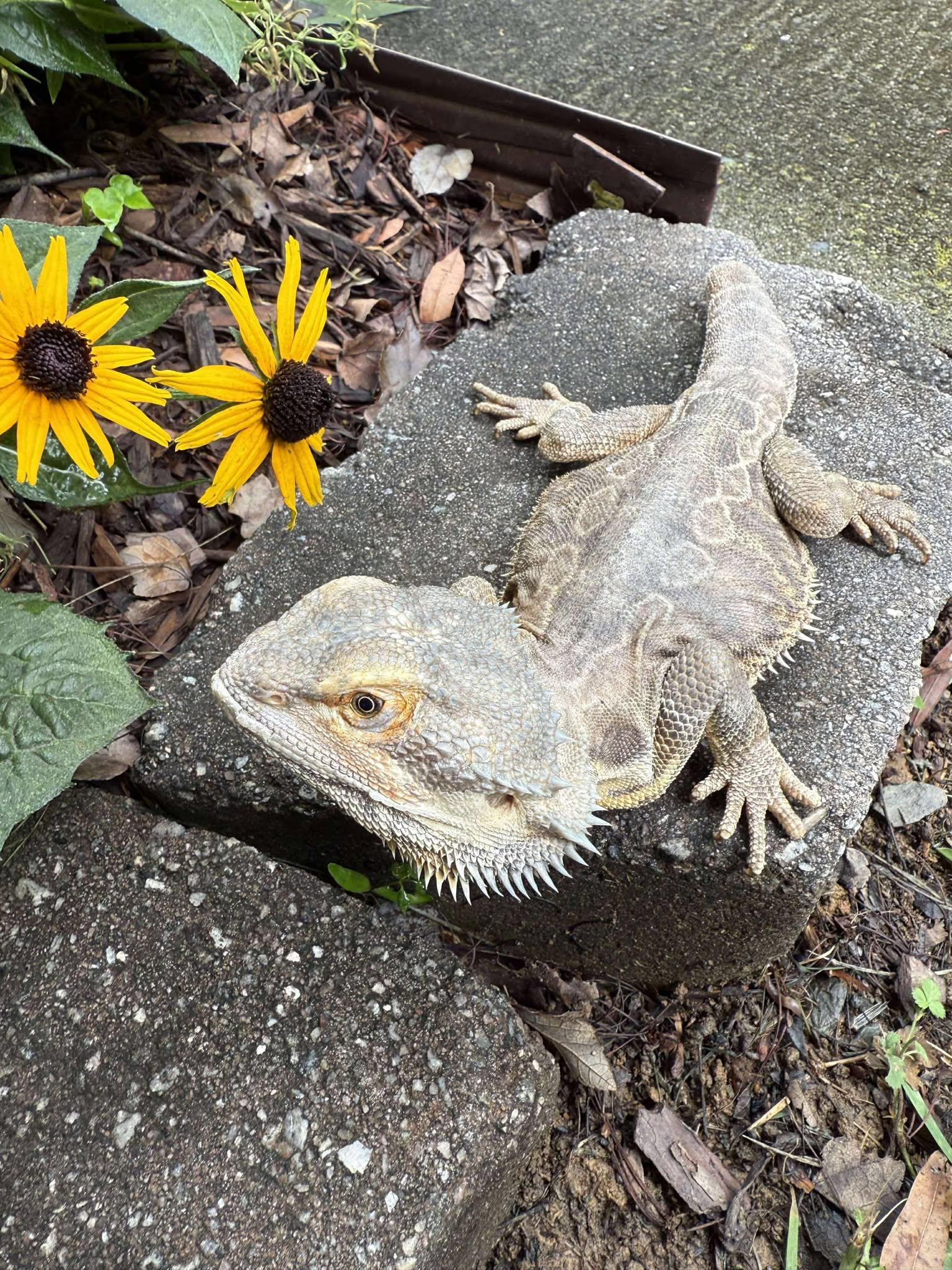 Enlarge Stubbs, a Adoptable Bearded Dragon in Indian Trail, NC image 3/3