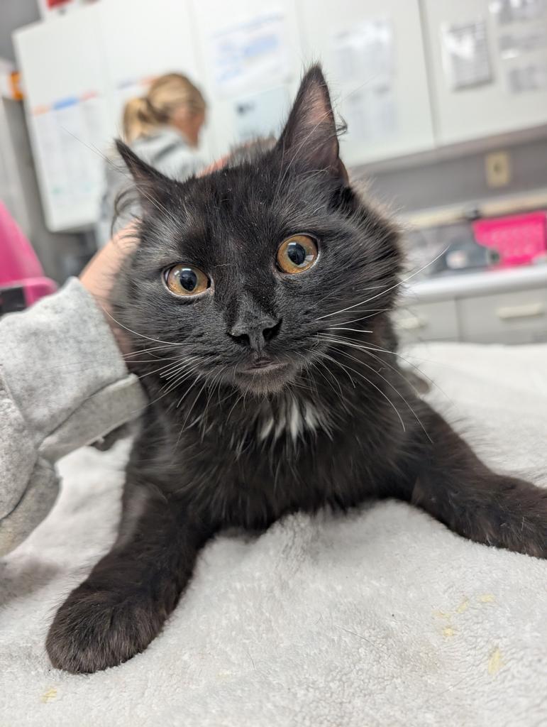 Ozzy, Adoptable, Adult Female Domestic Long Hair.