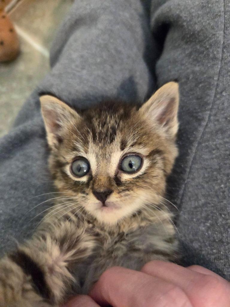 Lida, Adoptable, Kitten Female Domestic Short Hair.