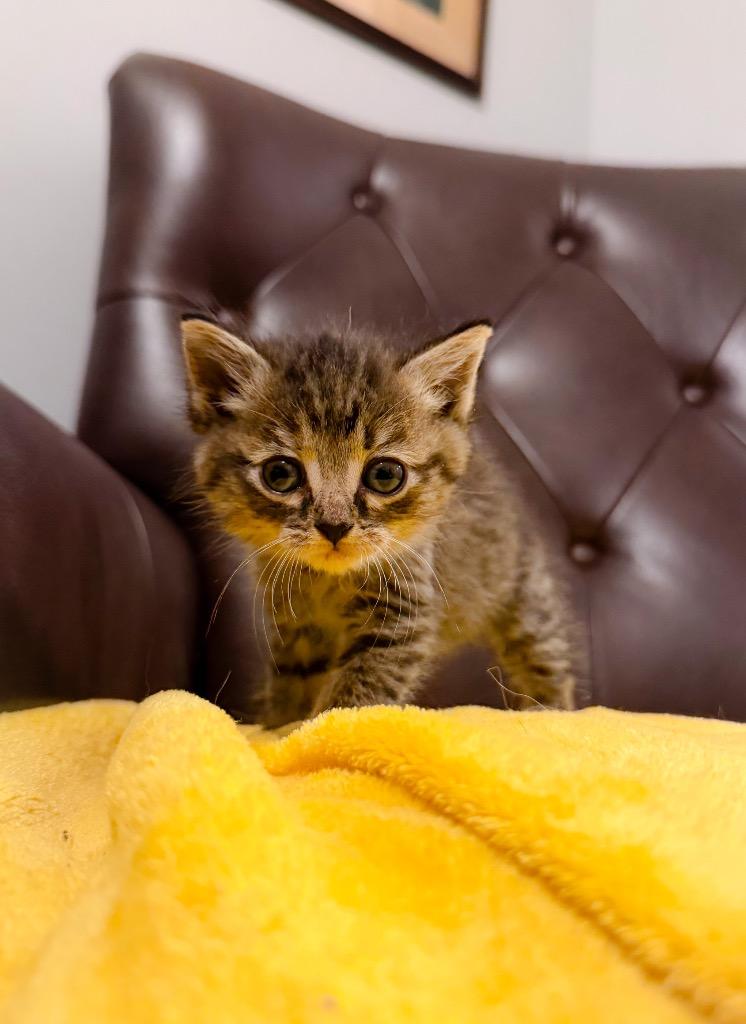 Enlarge Lida, a Adoptable mixed breed in Murray, KY image 2/5