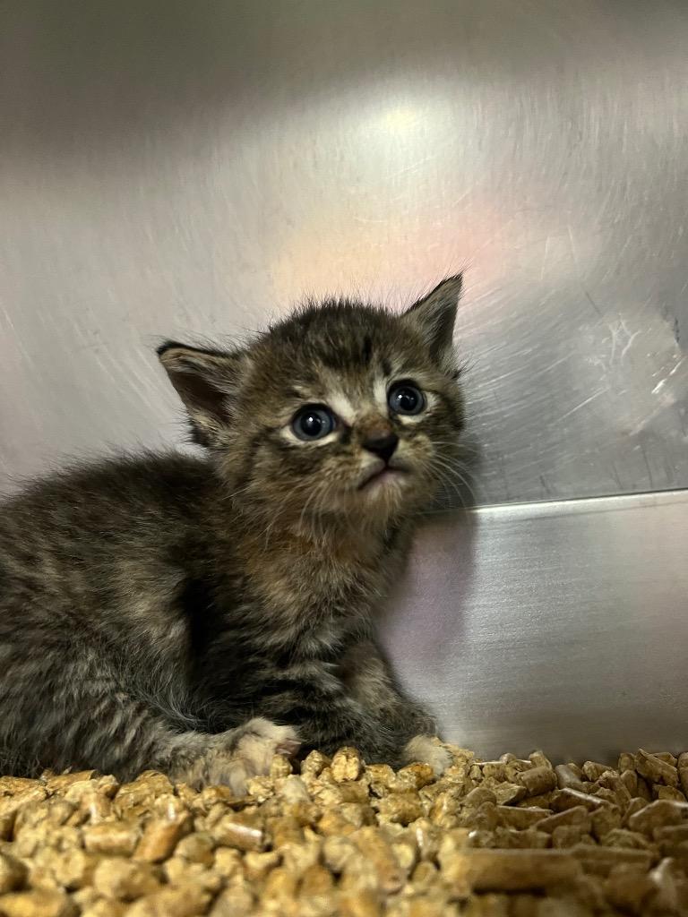 Enlarge Lida, a Adoptable mixed breed in Murray, KY image 3/5