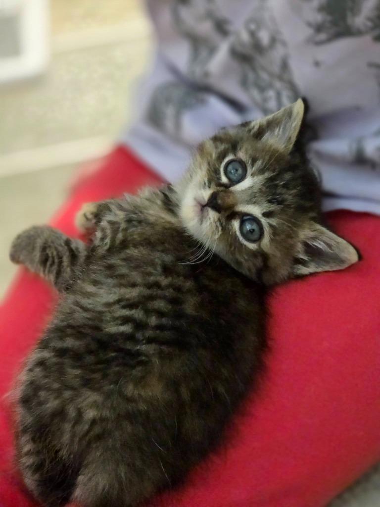 Enlarge Lida, a Adoptable mixed breed in Murray, KY image 4/5