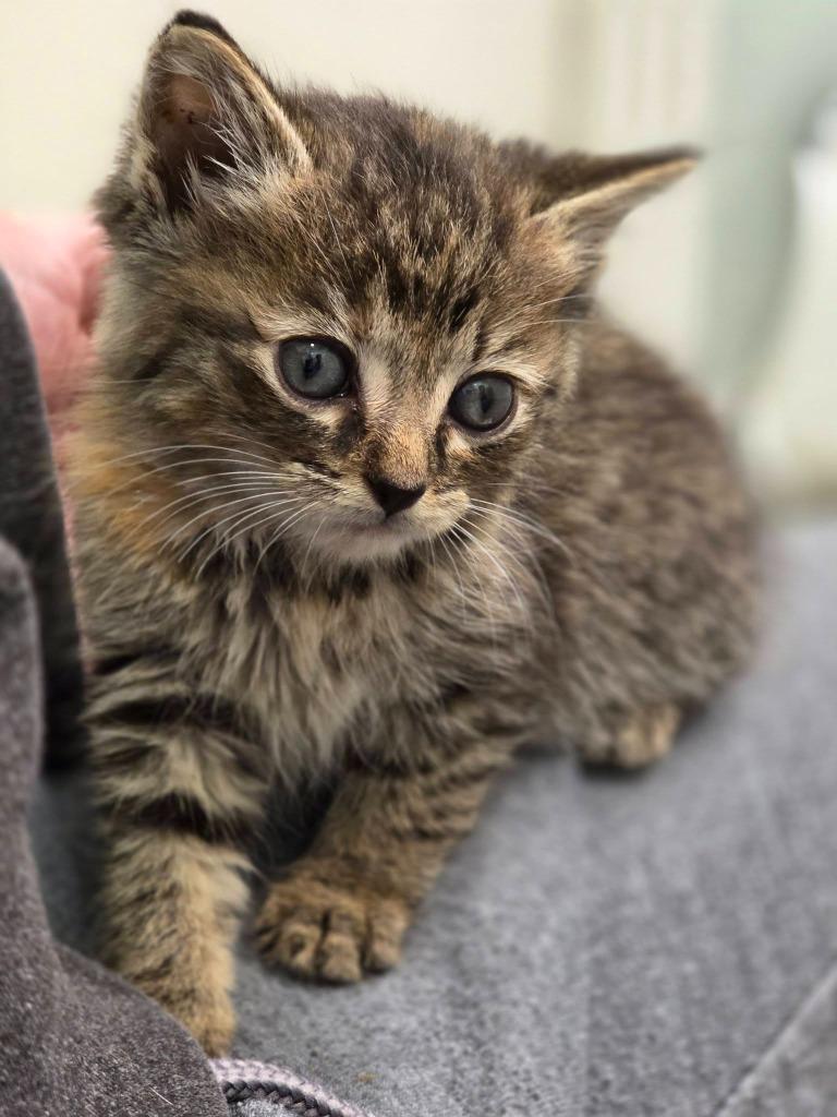Enlarge Lida, a Adoptable mixed breed in Murray, KY image 5/5