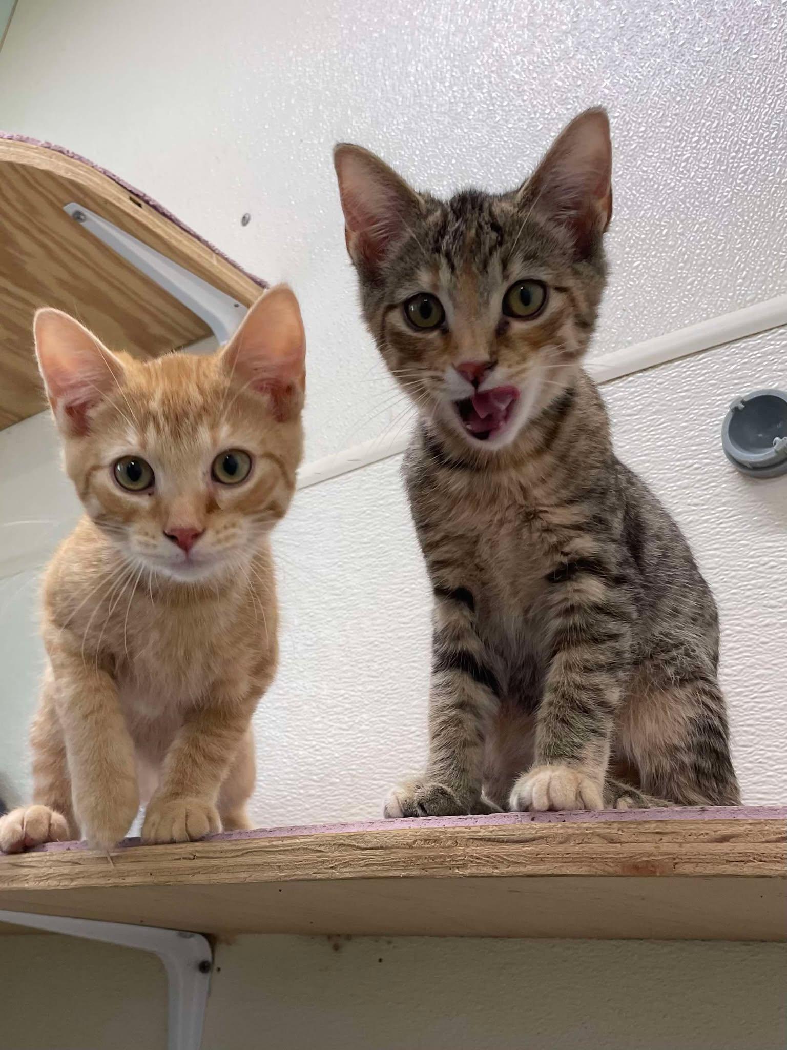 Ella Blossom Jones thumbnail 2