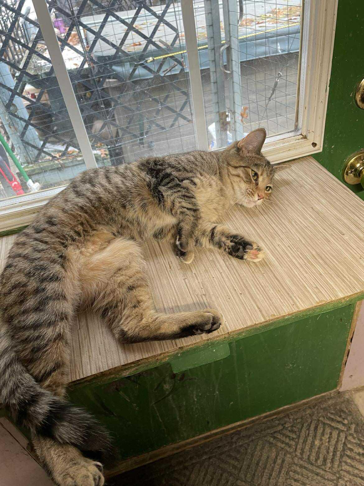 Enlarge Ella Blossom Jones, a Adoptable mixed breed in Indianapolis, IN image 5/5