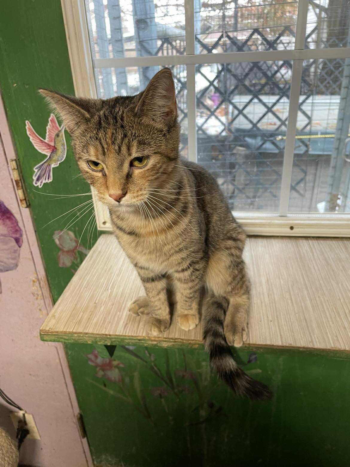 Enlarge Ella Blossom Jones, a Adoptable mixed breed in Indianapolis, IN image 1/5