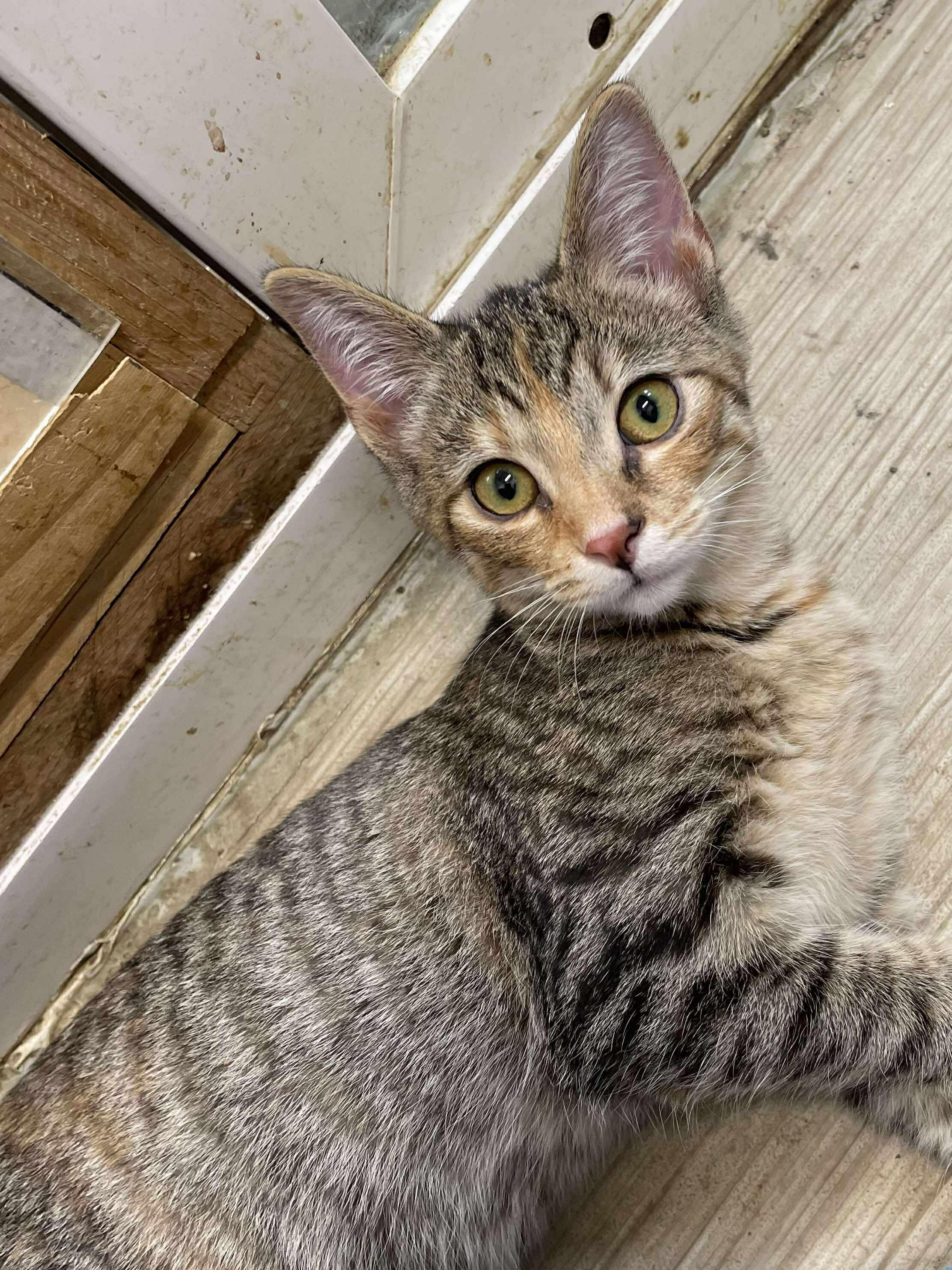 Enlarge Ella Blossom Jones, a Adoptable mixed breed in Indianapolis, IN image 3/5