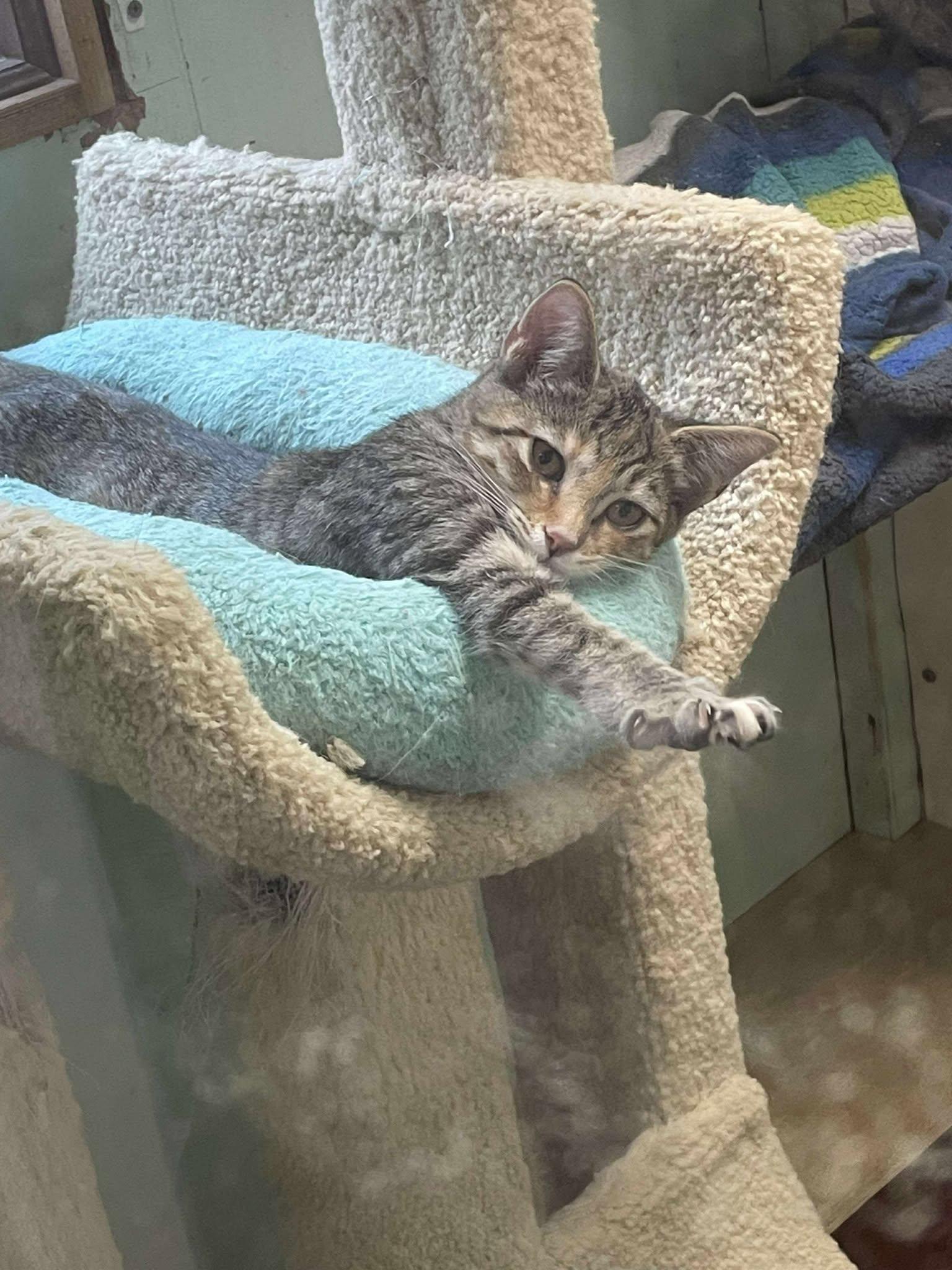 Enlarge Ella Blossom Jones, a Adoptable mixed breed in Indianapolis, IN image 4/5