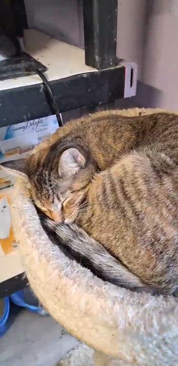 Enlarge Ella Blossom Jones, a Adoptable mixed breed in Indianapolis, IN video 4/5