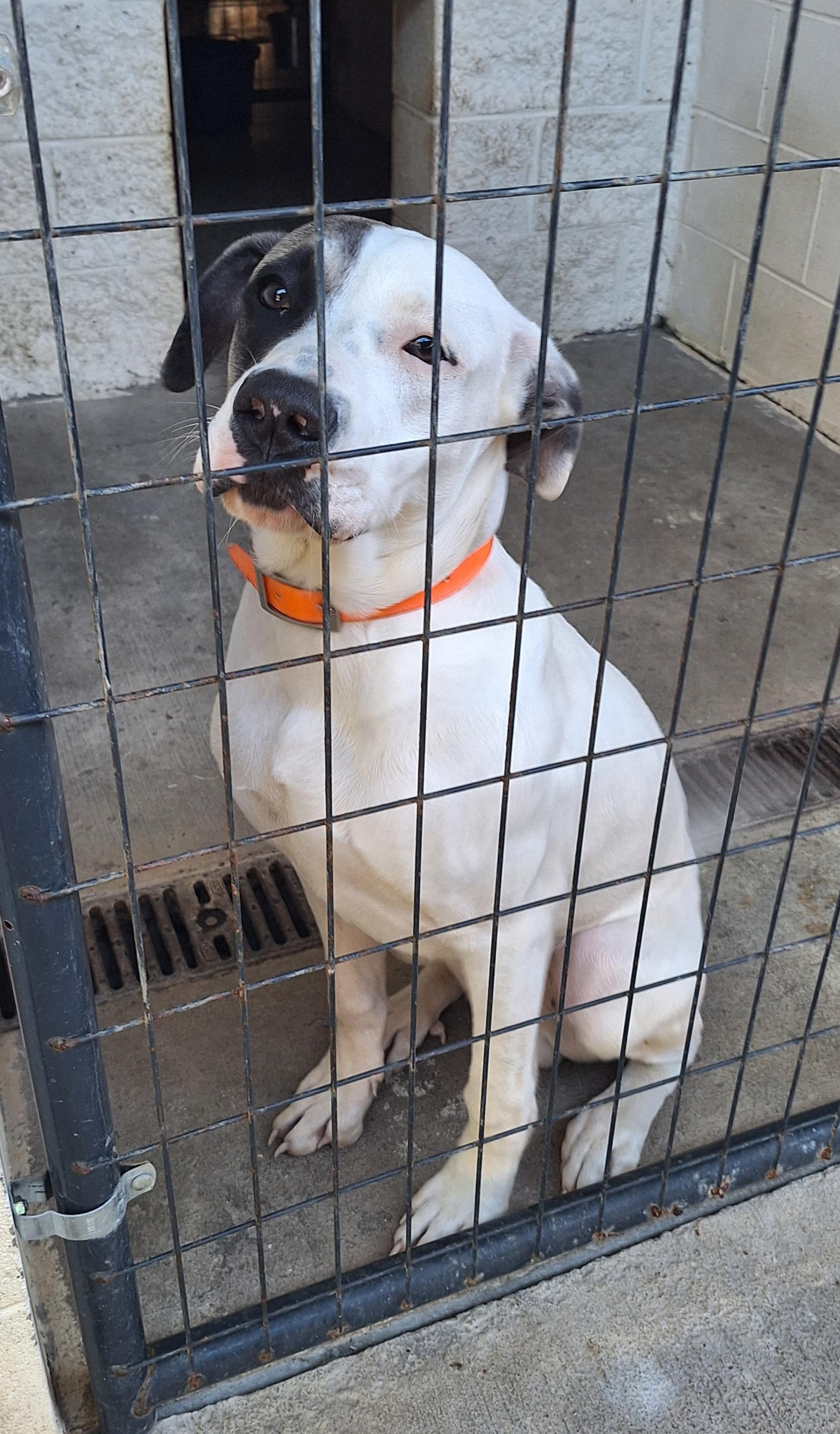 Enlarge Liam, a Adopted mixed breed in Stanton, KY image 2/5