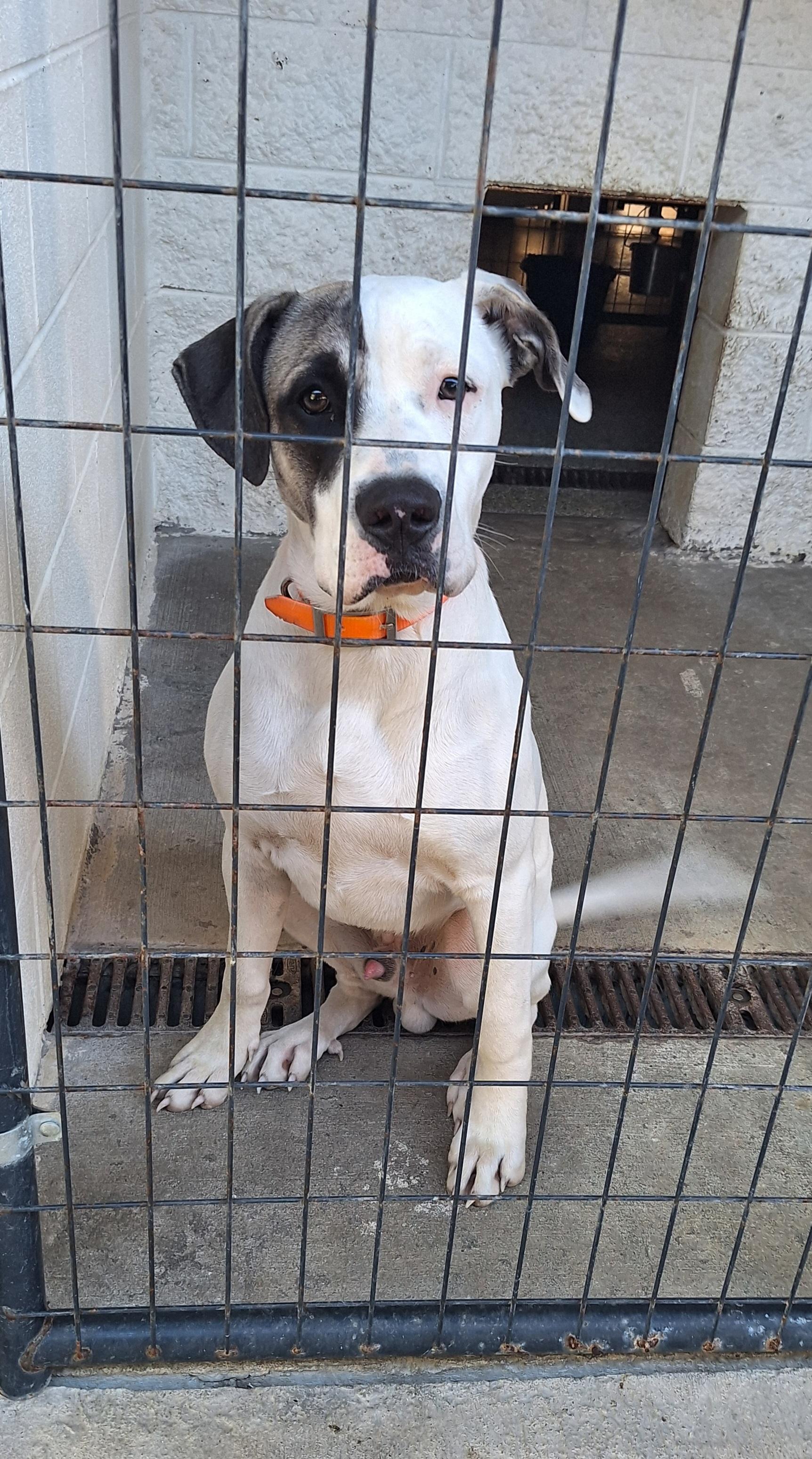 Enlarge Liam, a Adopted mixed breed in Stanton, KY image 4/5