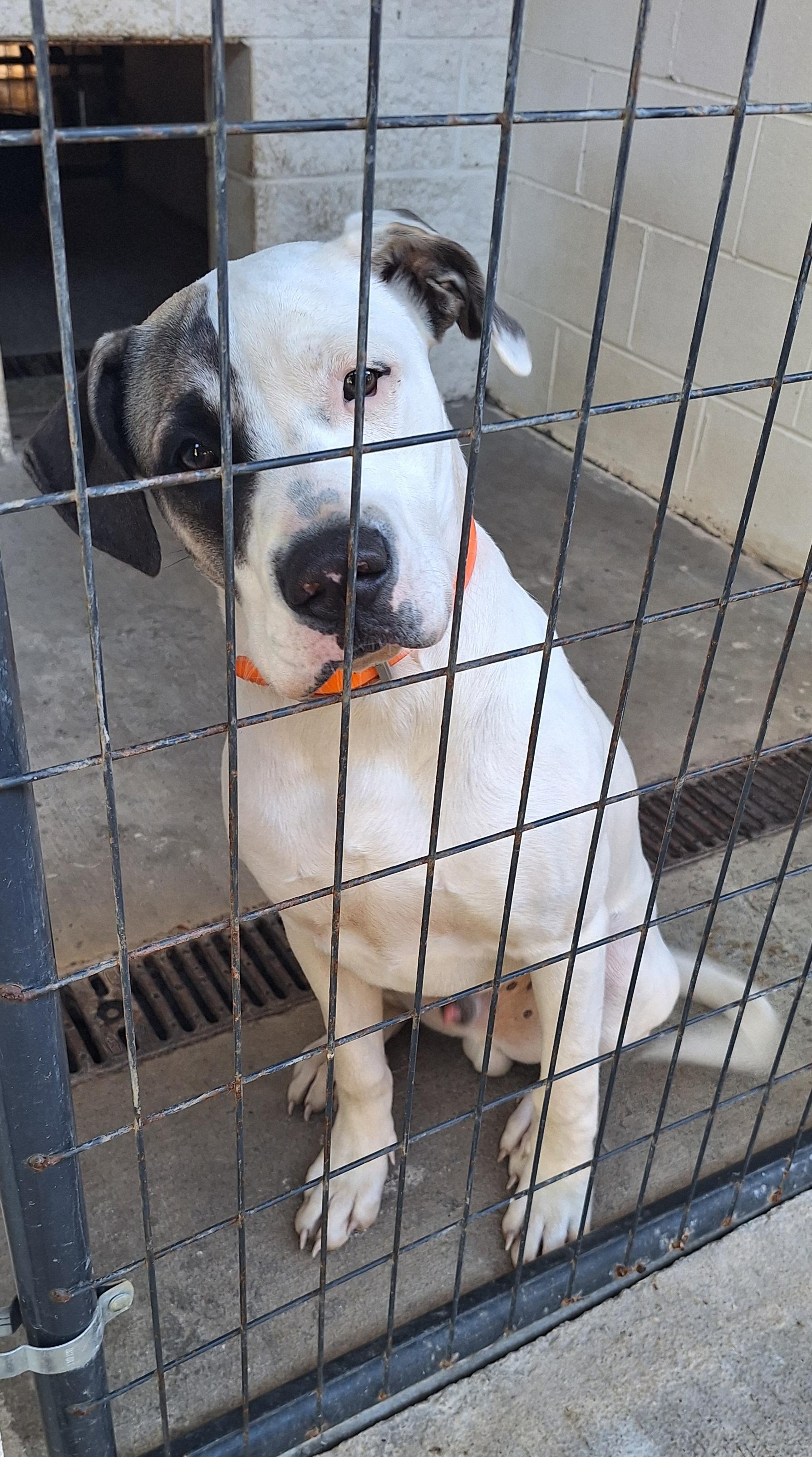 Enlarge Liam, a Adopted mixed breed in Stanton, KY image 1/5