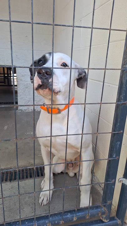 Enlarge Liam, a Adopted mixed breed in Stanton, KY video 3/5