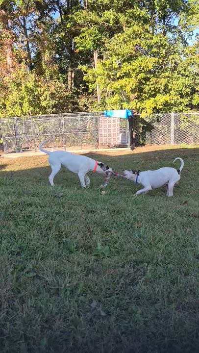Enlarge Liam, a Adopted mixed breed in Stanton, KY video 5/5