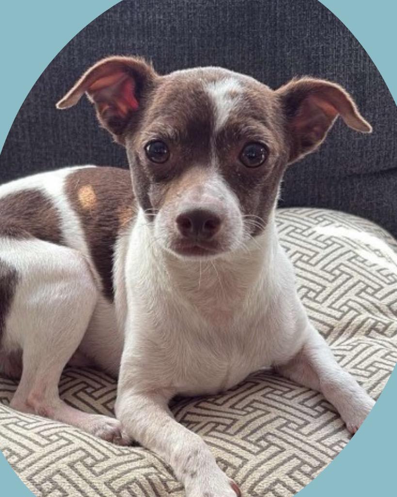 Rizzo, Adoptable, Adult Male Chihuahua.