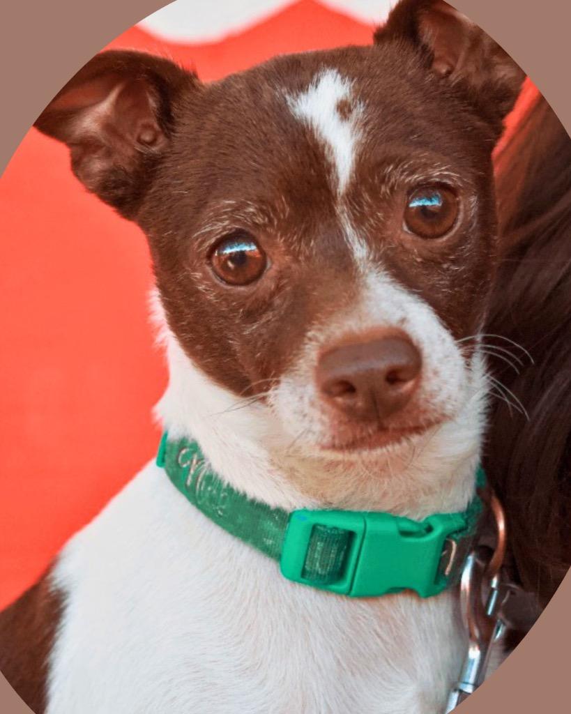 Enlarge Rizzo, a Adoptable mixed breed in Bryan, TX image 1/6