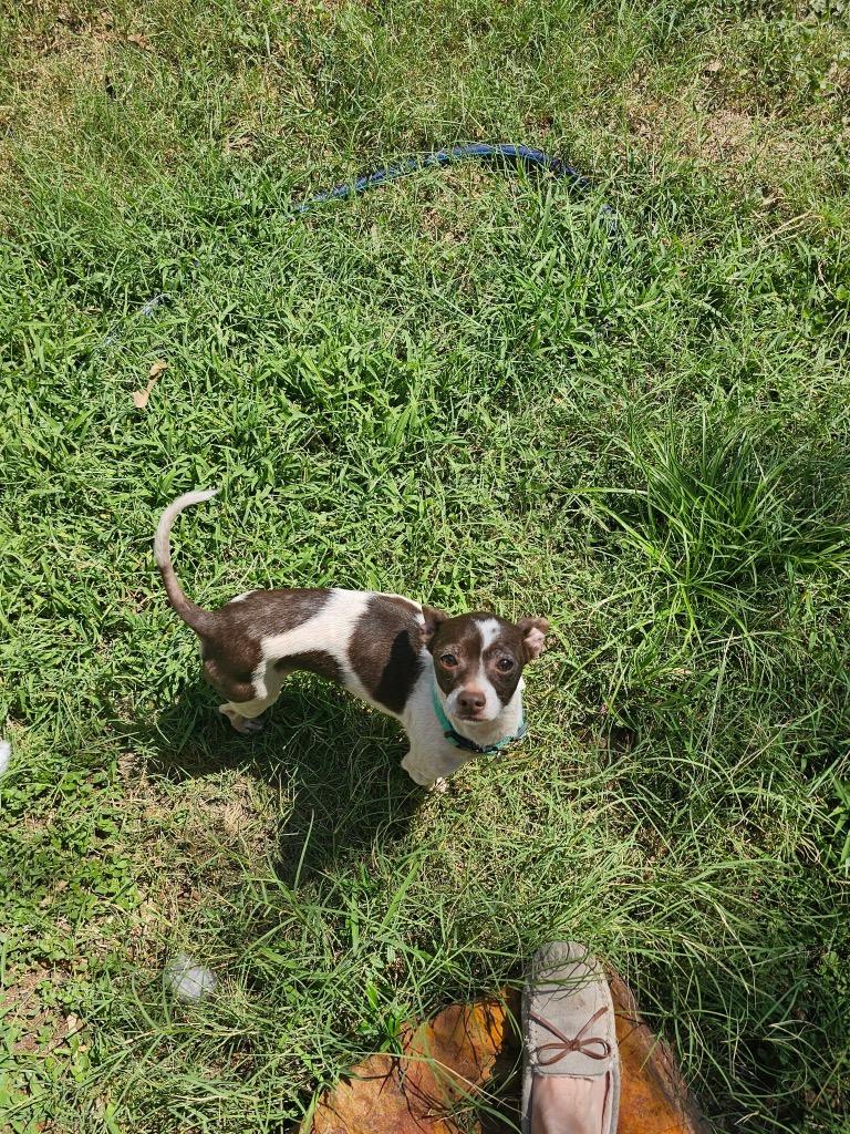 Rizzo, Adoptable, Adult Male Chihuahua.