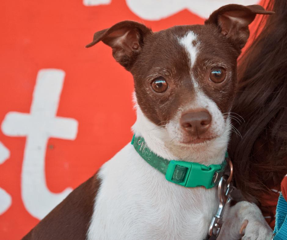 Enlarge Rizzo, a Adoptable Chihuahua in Bryan, TX image 1/6