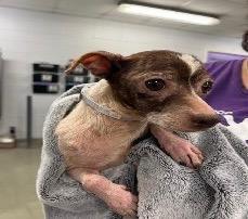 Enlarge Rizzo, a Adoptable Chihuahua in College Station, TX image 3/6