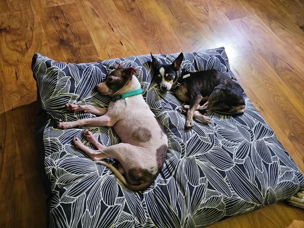 Enlarge Rizzo, a Adoptable Chihuahua in College Station, TX image 4/6