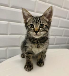 SPRITE, Adoptable, Young Female Domestic Long Hair.