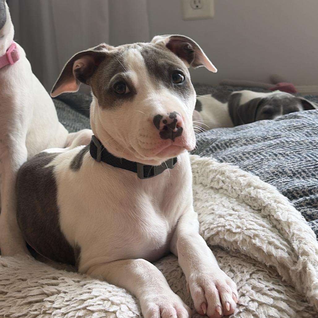 Baby Emma, Adoptable, Puppy Female Pit Bull Terrier.