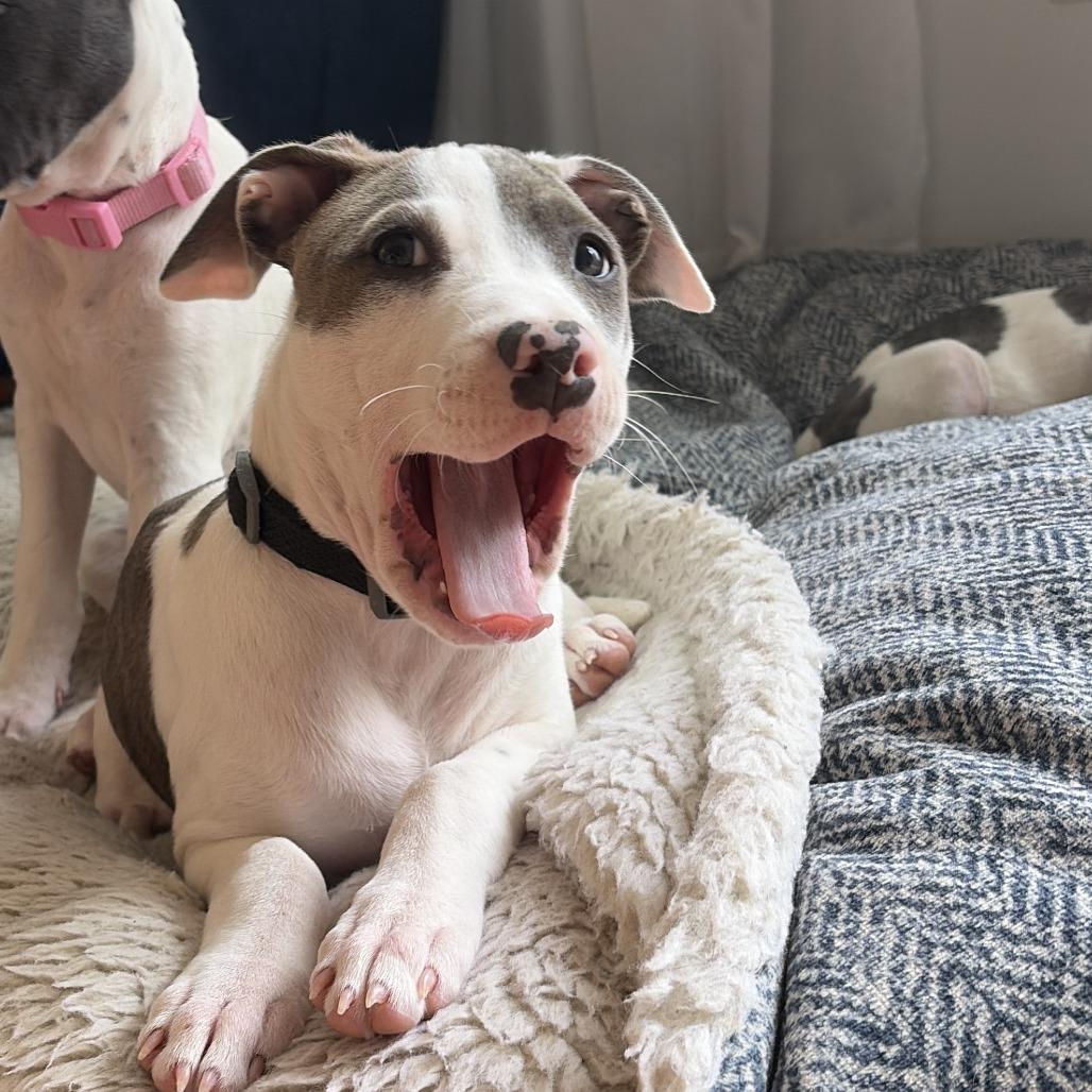 Enlarge Baby Emma, a Adoptable Pit Bull Terrier in Washington, DC image 2/4
