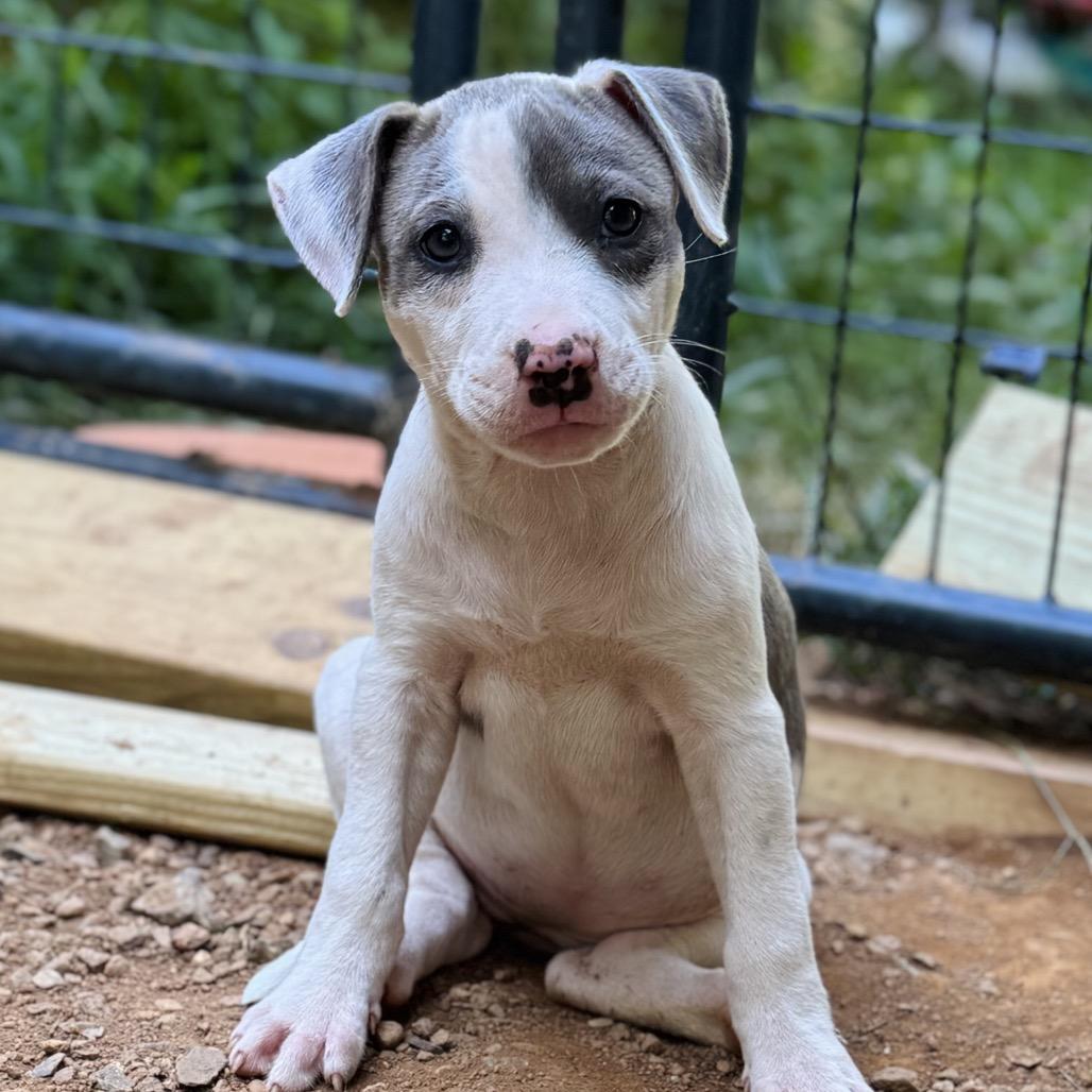 Enlarge Baby Emma, a Adoptable Pit Bull Terrier in Washington, DC image 3/4