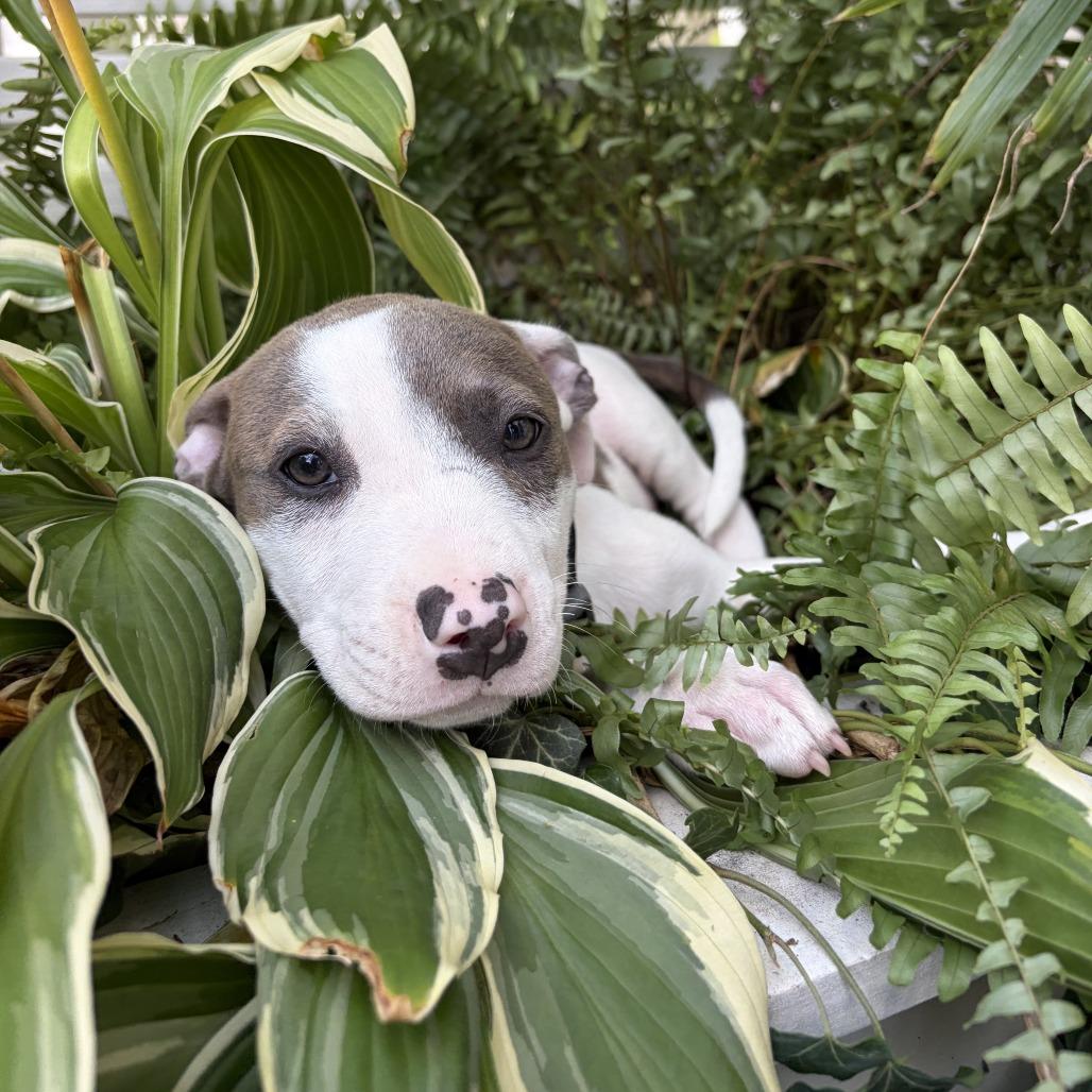 Enlarge Baby Emma, a Adoptable Pit Bull Terrier in Washington, DC image 4/4