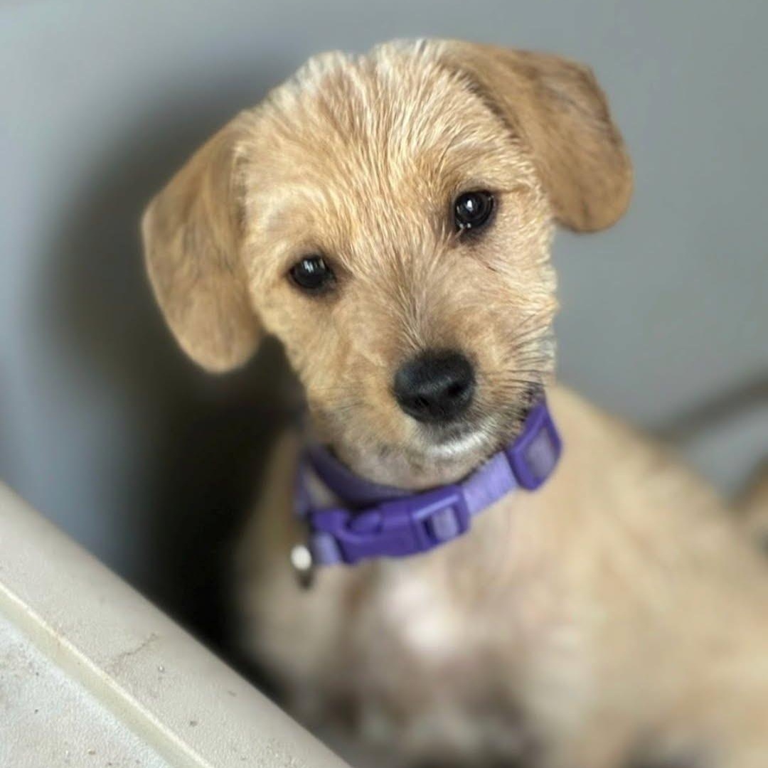 Louise, an adopted mixed breed in Myrtle Beach, SC image 2/3