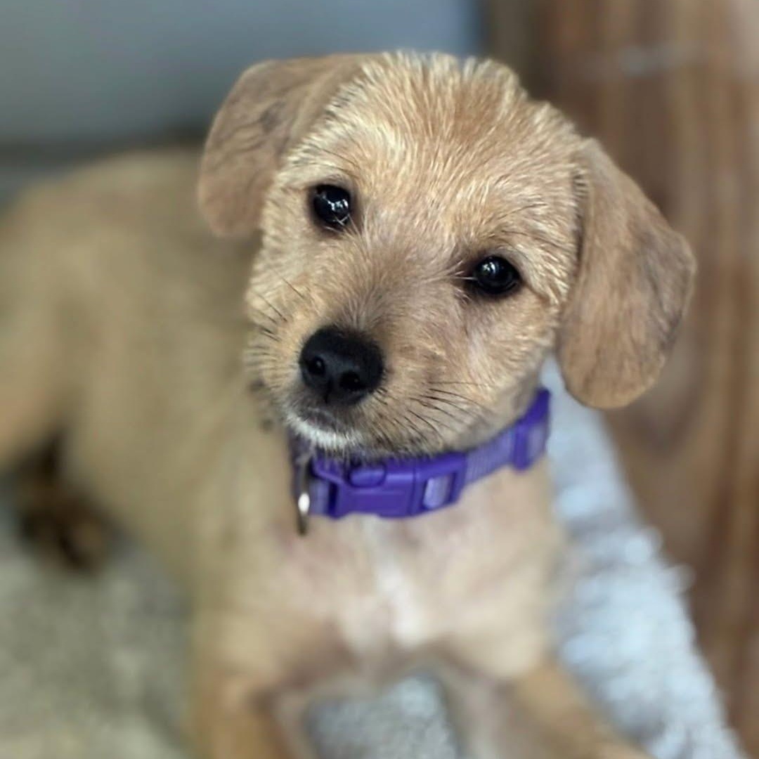 Louise, adopted, Puppy Female Border Terrier.