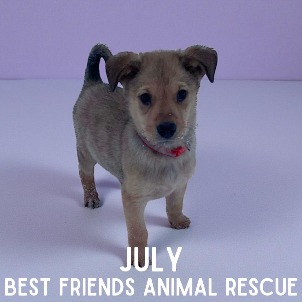 July, Adoptable, Puppy Male Husky & Shepherd.