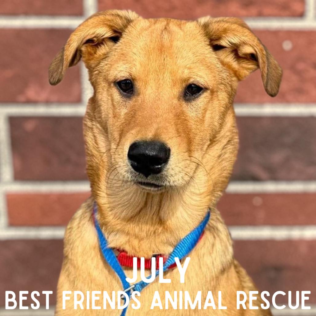 Enlarge July, a Adoptable mixed breed in Wasilla, AK image 2/6