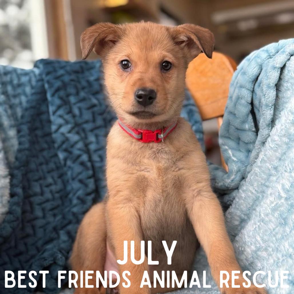 Enlarge July, a Adoptable mixed breed in Wasilla, AK image 3/6